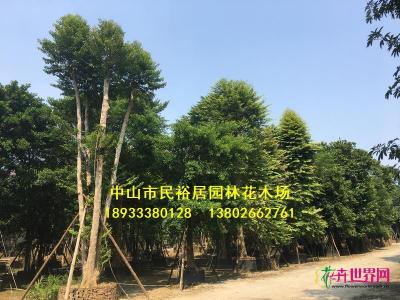 子母树