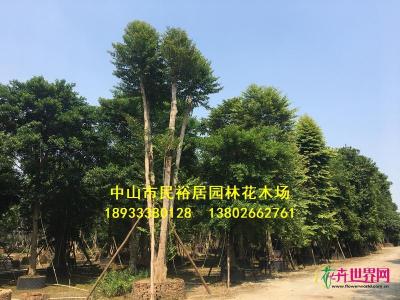 子母树