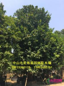 红蒲桃