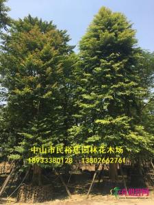 单杆子母树