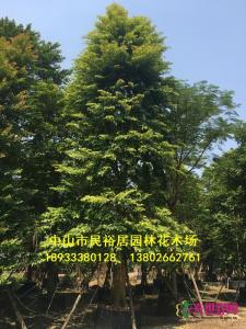 单杆子母树