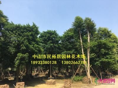 子母树