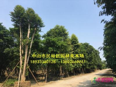 子母树