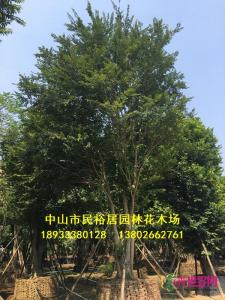 丛生朴树