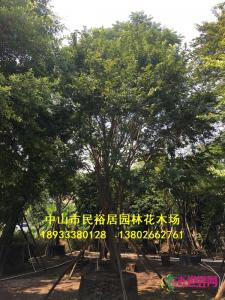 丛生朴树