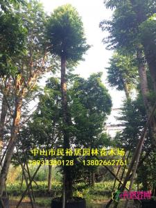 单杆子母树